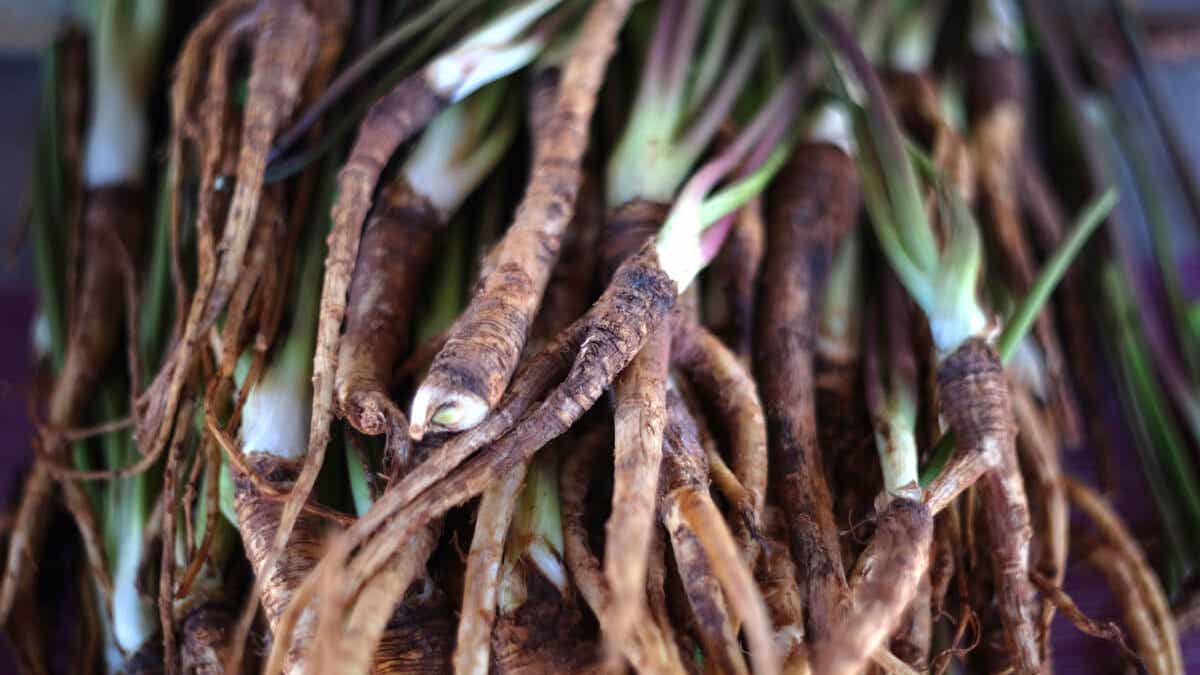 Beneficios y contraindicaciones de la raíz de angélica - Mejor con Salud