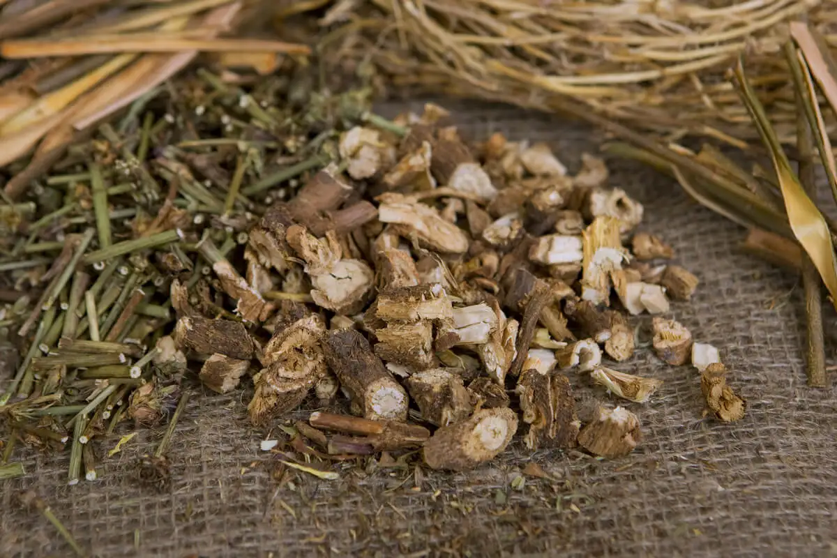 Raíz seca de achicoria.
