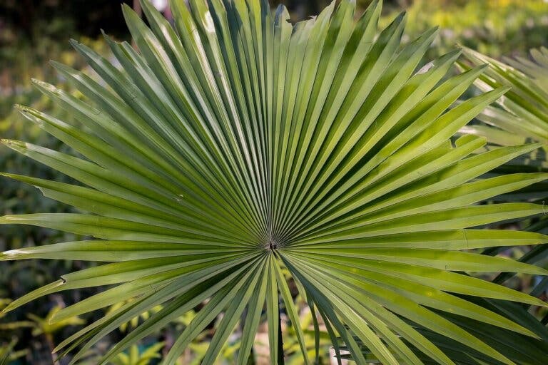 ¿Qué es el saw palmetto y para qué se usa?
