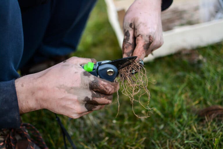 ¿Cómo hacer y plantar esquejes?
