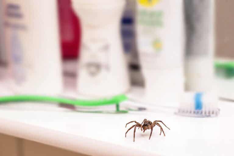 Consejos para eliminar las arañas y sus huevos de la casa