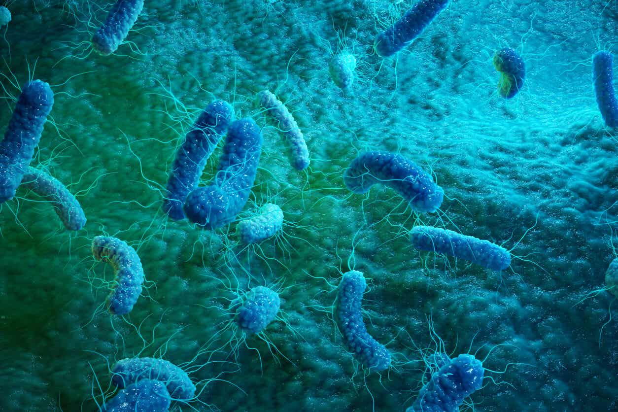 Bacterias que causan enteritis.