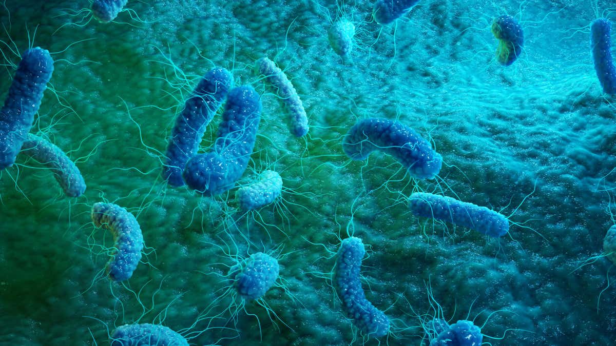 Enteriitis Enteritis: what is enteritis, causes, symptoms and treatment?