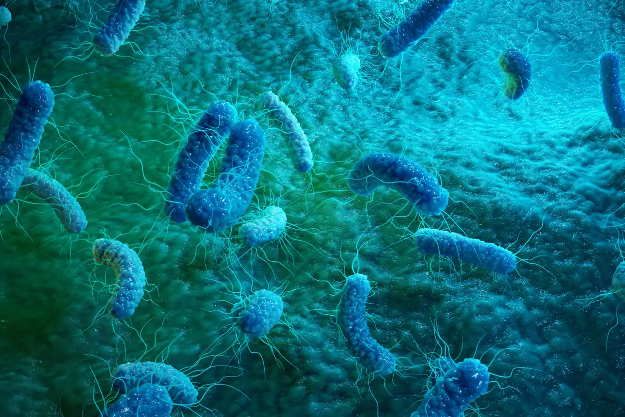 Colonias bacterianas resistentes a los antibióticos.
