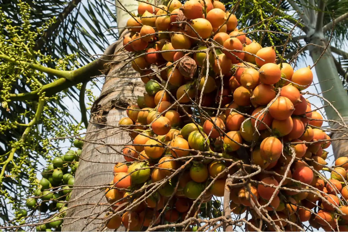 Chontaduro en la planta de palmera.