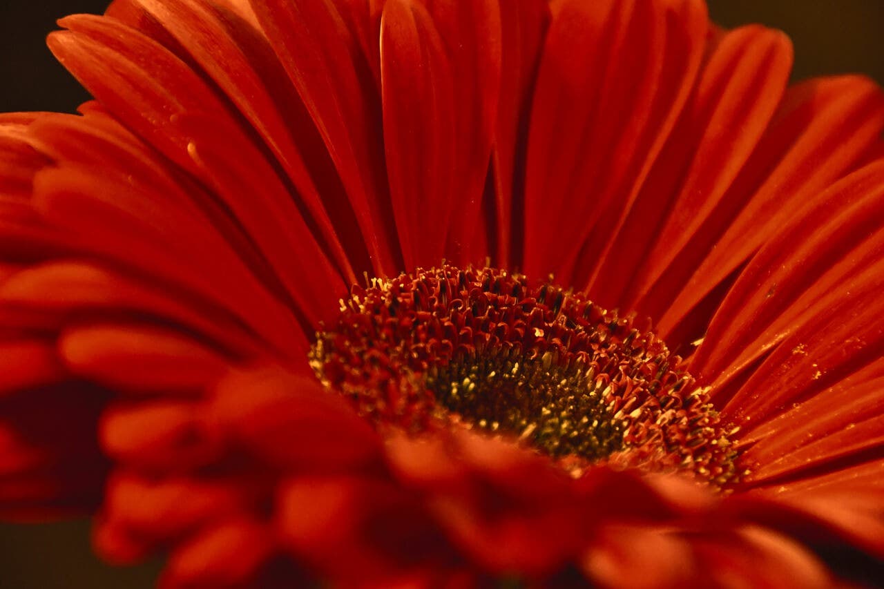 Gerbera de color rojo.