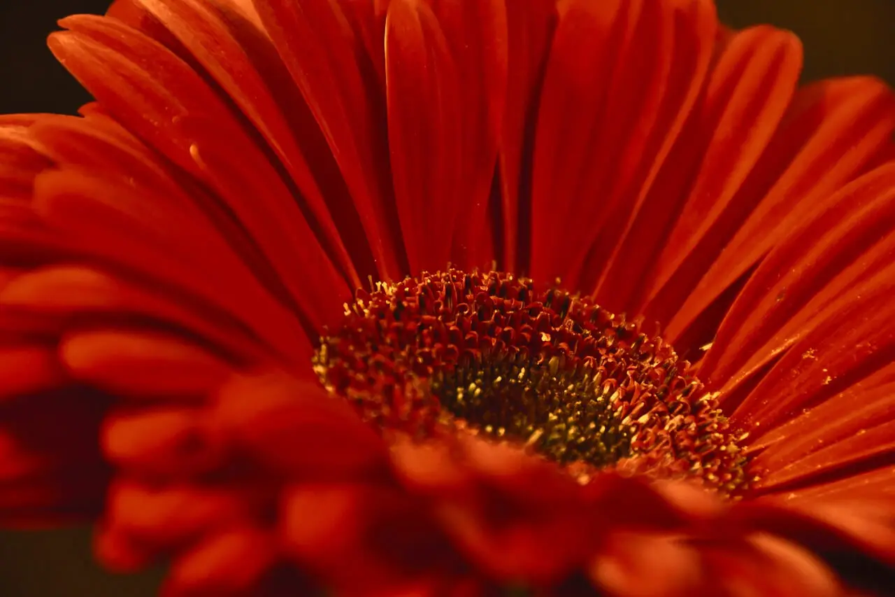 Gerbera de color rojo.