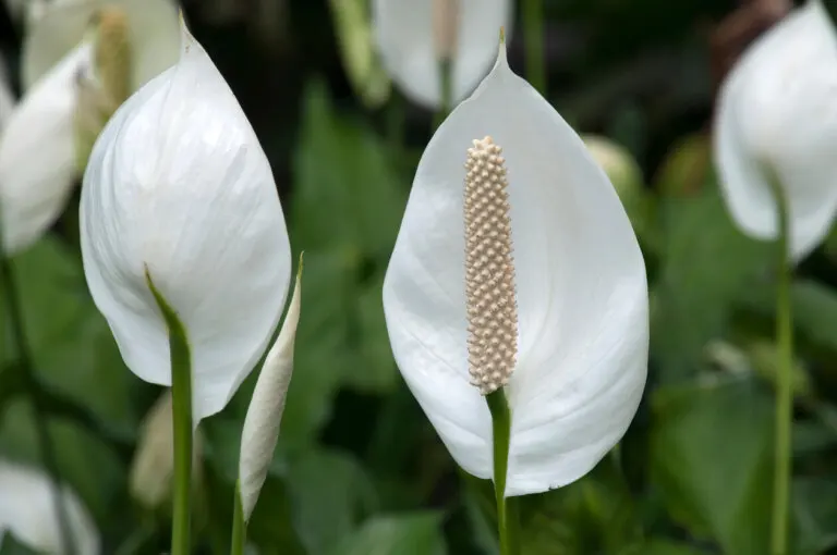 9 consejos para cuidar plantas de cunas de Moisés