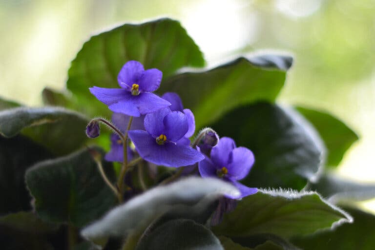 Violeta africana: características y cuidados