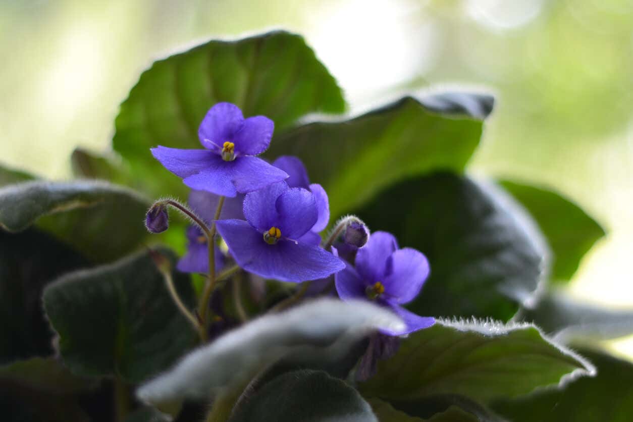 Violeta africana