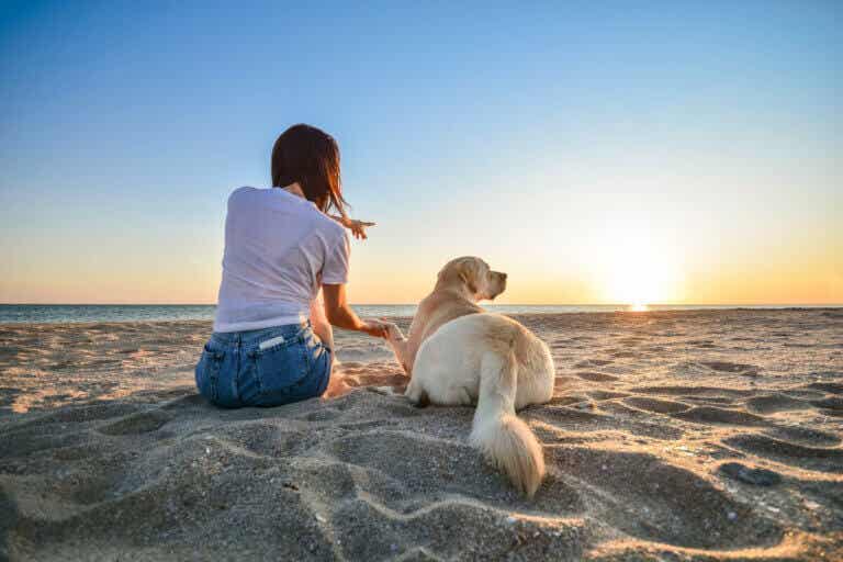 14 consejos que debes aplicar si llevas a tu perro a la playa