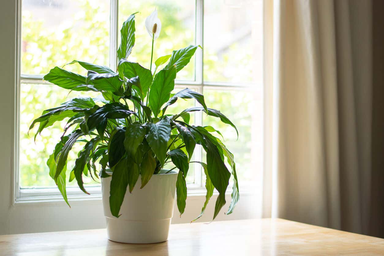kühlende Zimmerpflanzen: Blattfahne