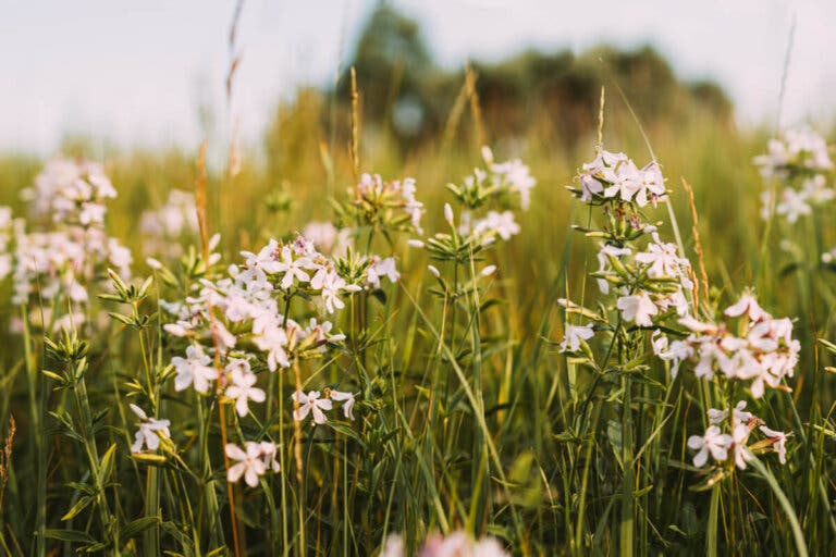 Saponaria: propiedades y usos medicinales