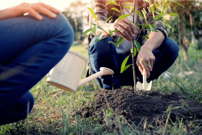 Tipos de árboles para el jardín y sus características