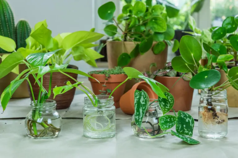 10 plantas que se pueden cultivar en agua