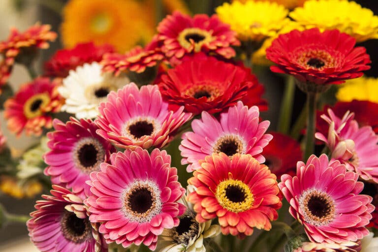 4 consejos para el cuidado de gerberas en casa