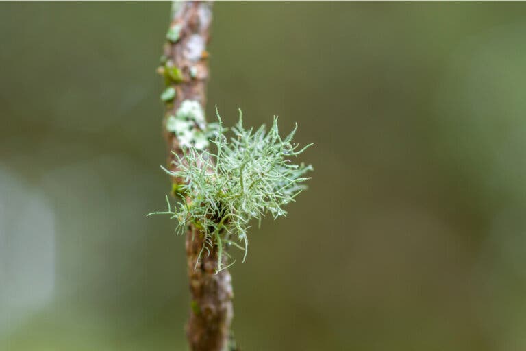 Usnea: usos, posibles beneficios y riesgos