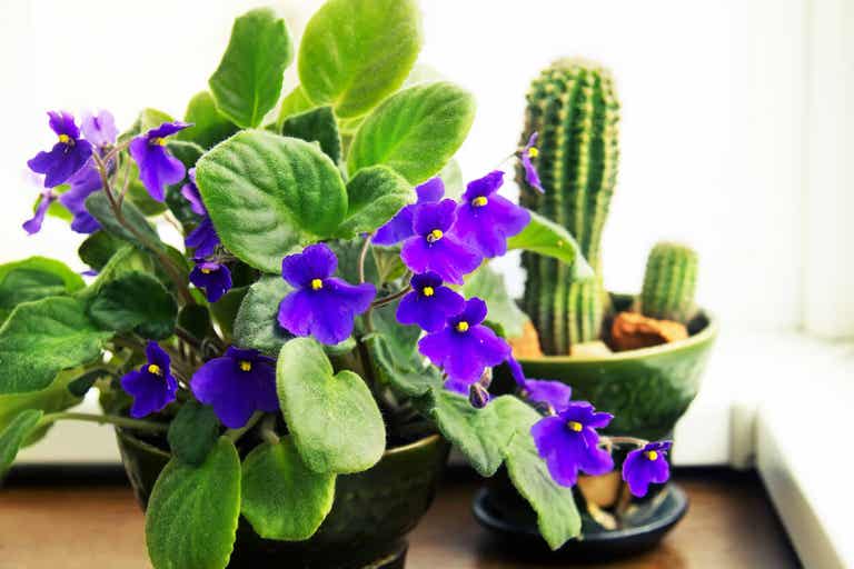 African violet flowers.