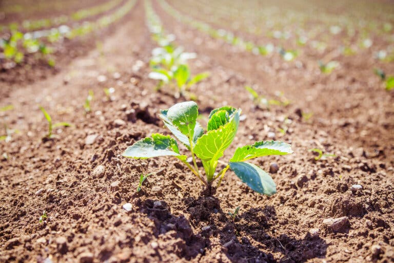 Agricultura biodinámica: origen y características