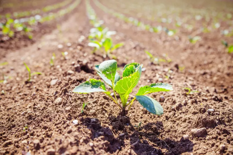 Agricultura biodinámica: origen y características