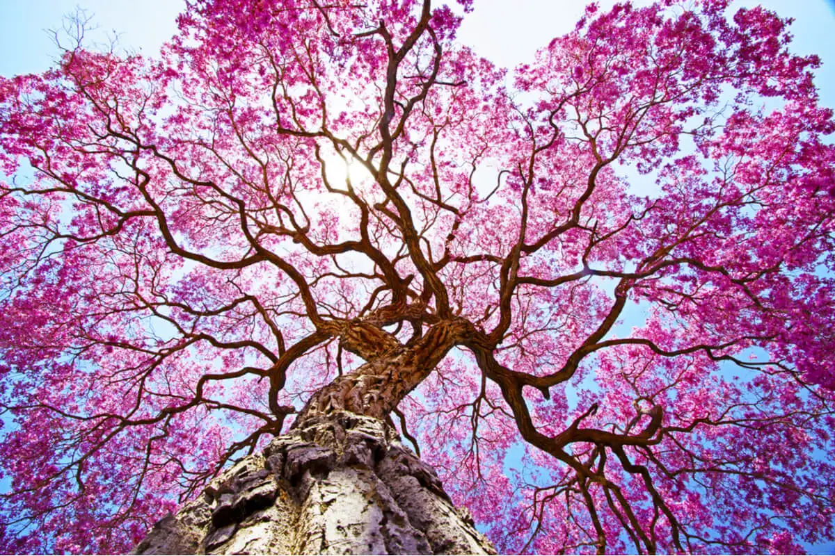 Árbol de lapacho.