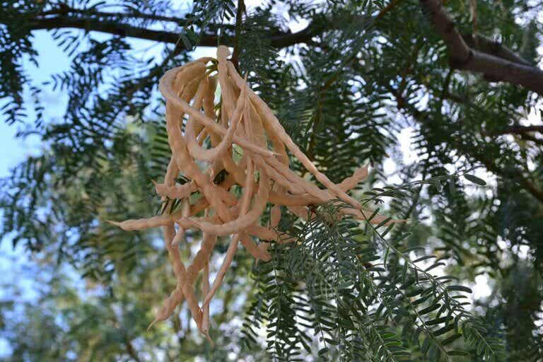 Propiedades y usos del árbol de mezquite