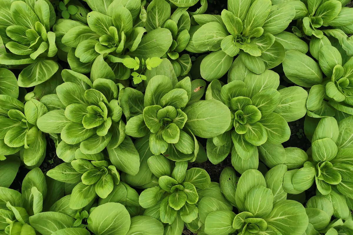 Bok choy.