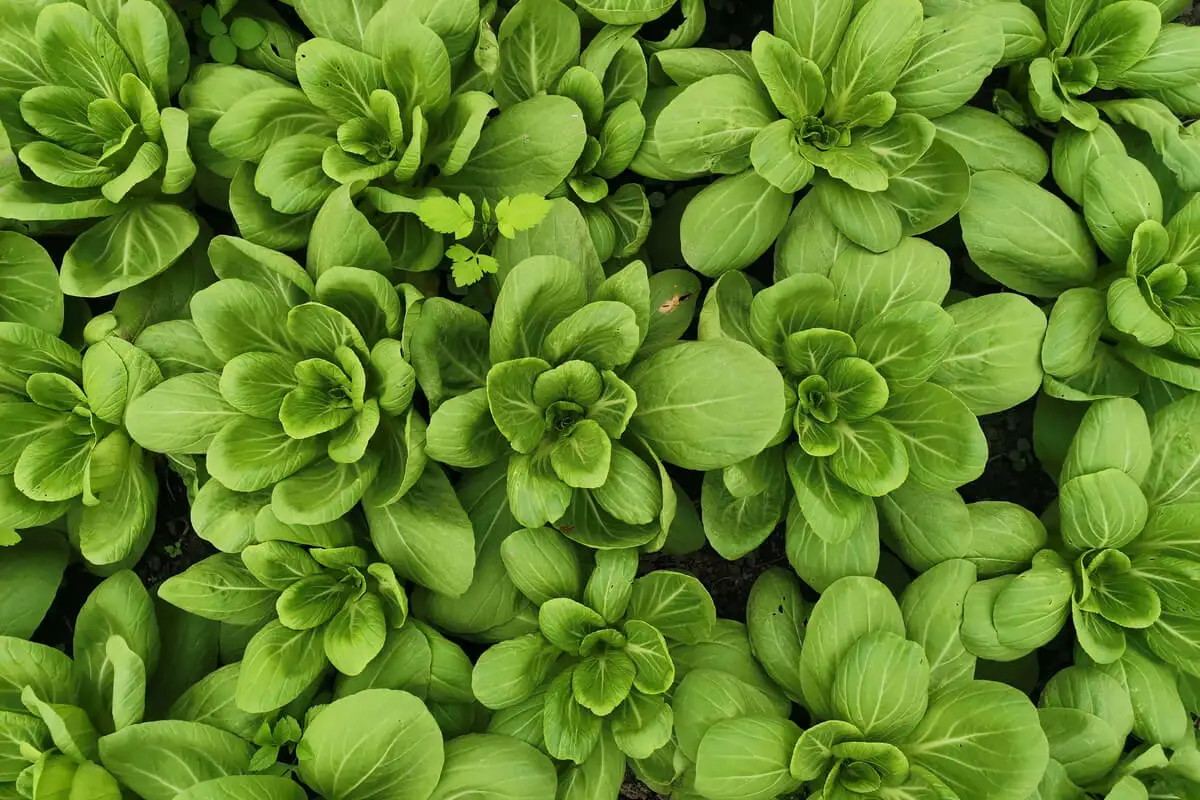 Bok choy.