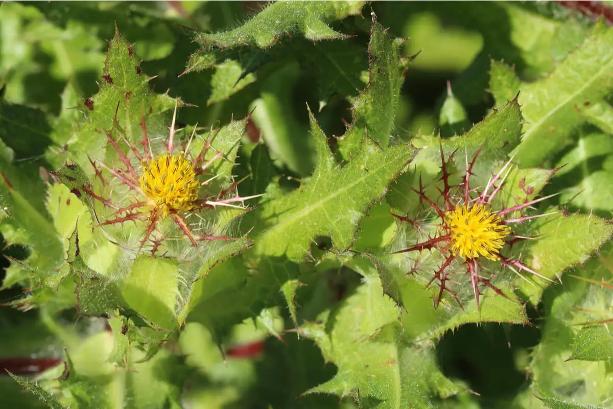 St Benedict's thistle.