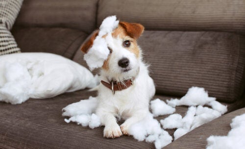 8 recomendaciones para tener una casa a prueba de mascotas