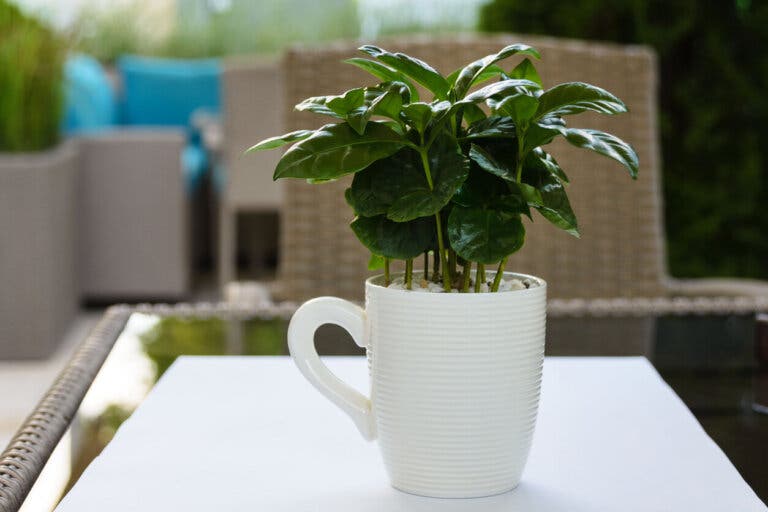 ¿Se puede cultivar café en casa?