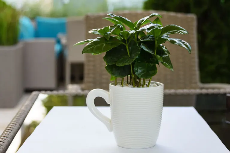 ¿Se puede cultivar café en casa?