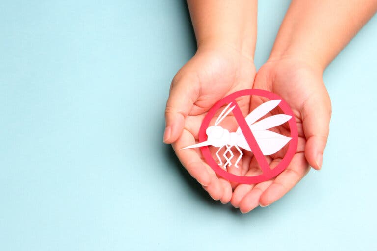 Día Internacional Contra el Dengue: recomendaciones de prevención