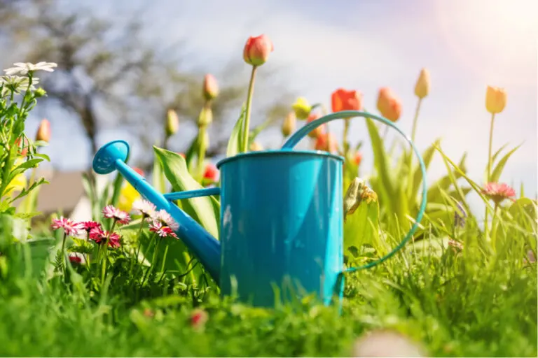 9 consejos para tener tus plantas saludables en el verano