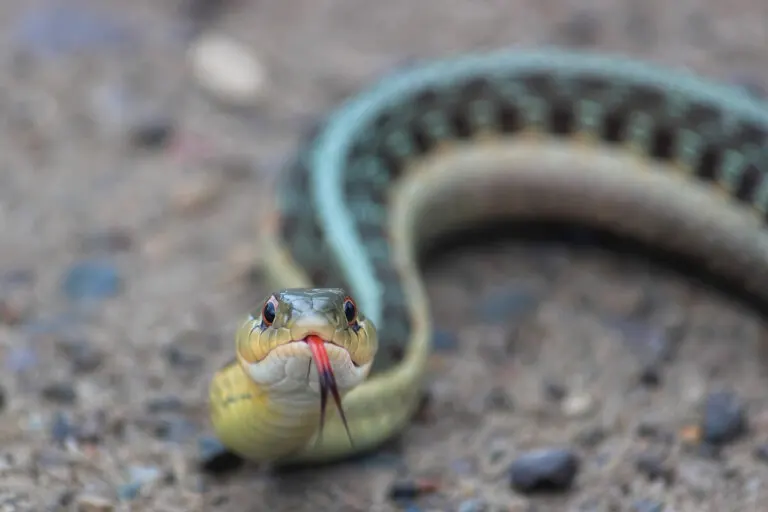 ¿Qué es la herpetofobia y cómo se puede superar?