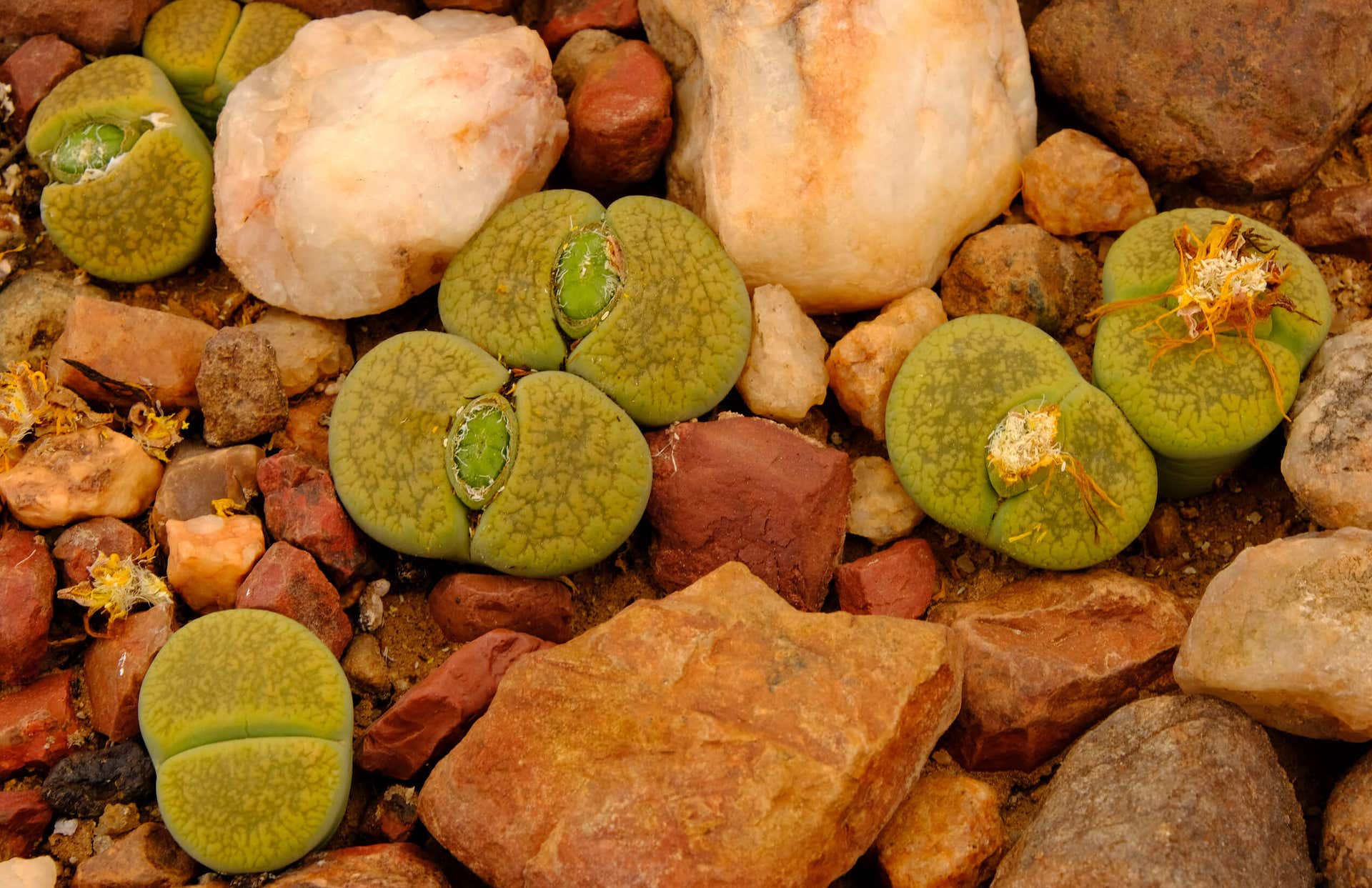 Piedras vivas o Lithops: características y cuidados