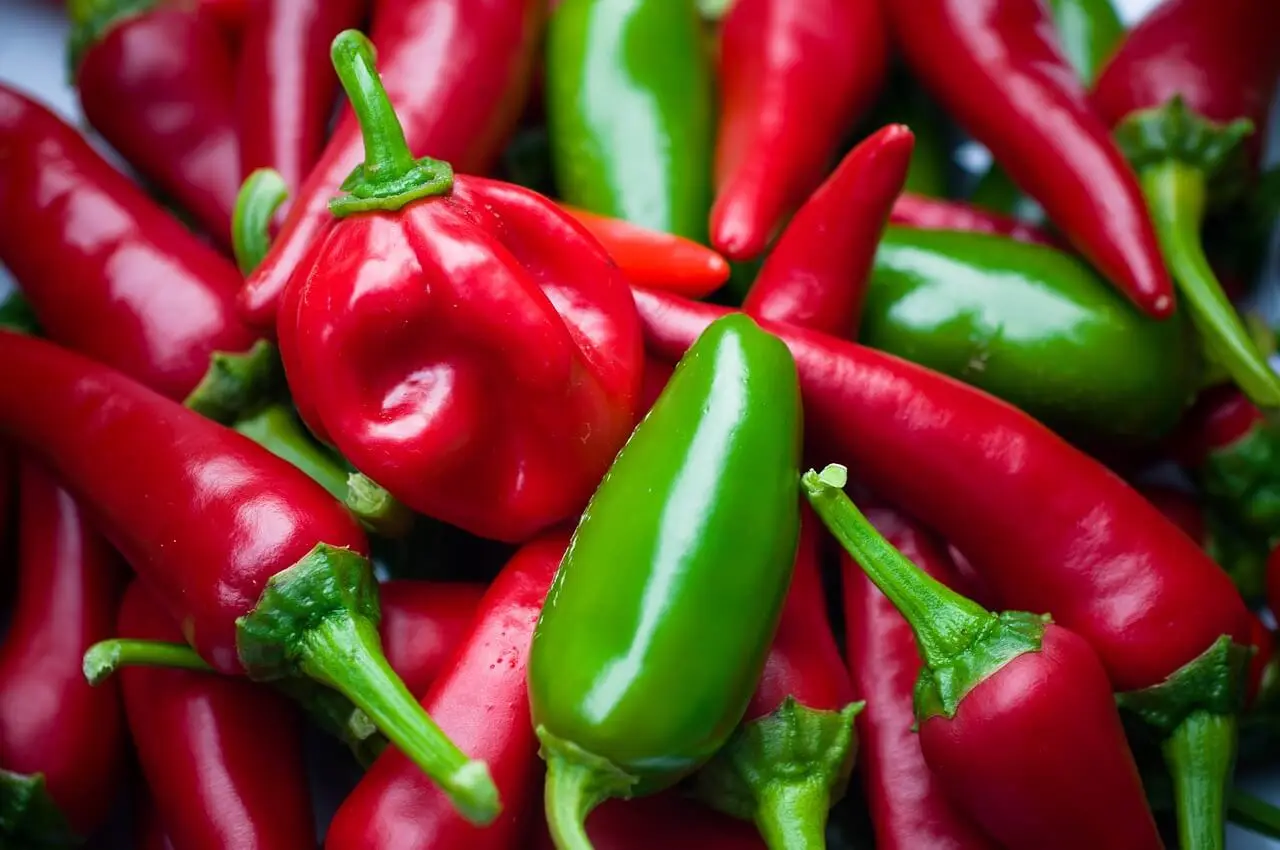 Chile jalapeño.
