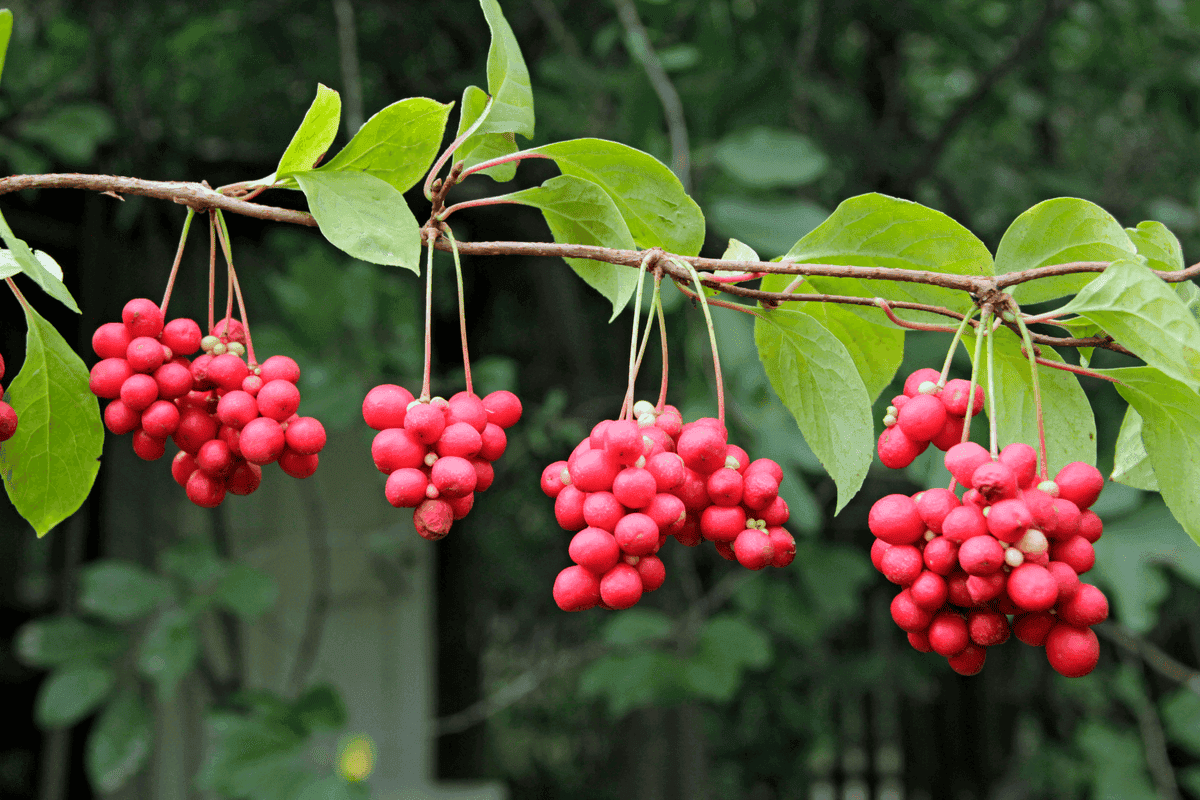 Bayas de schisandra.