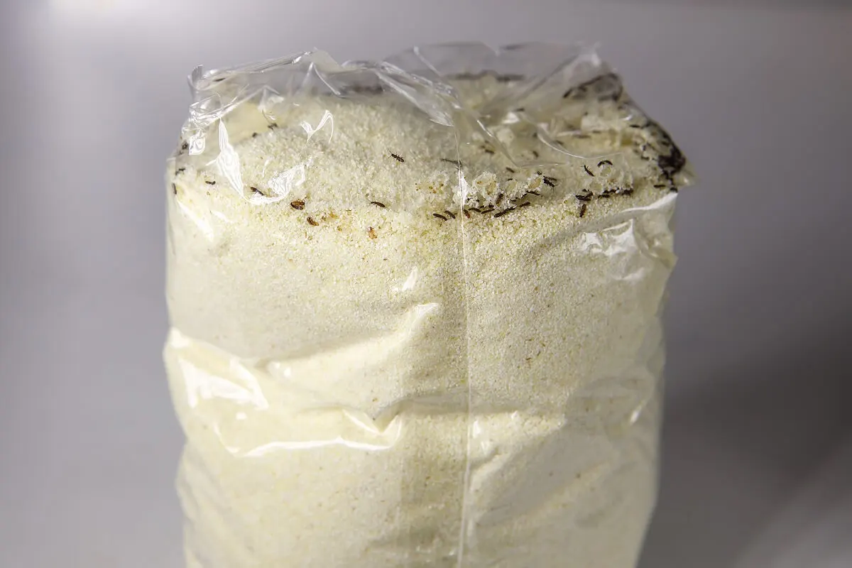 Recomendações para o tratamento de gorgulhos