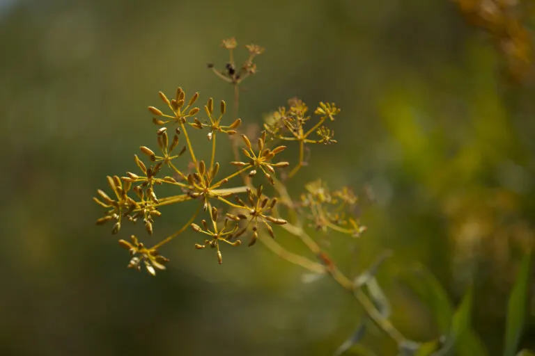 Raíz de bupleurum: usos, beneficios y contraindicaciones