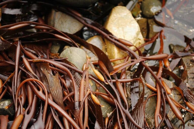 Alga cochayuyo: nutrientes, beneficios y cómo cocinarla