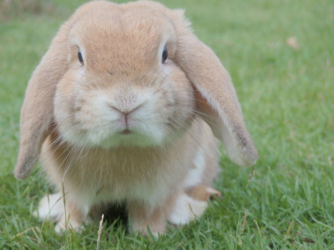 A pet rabbit