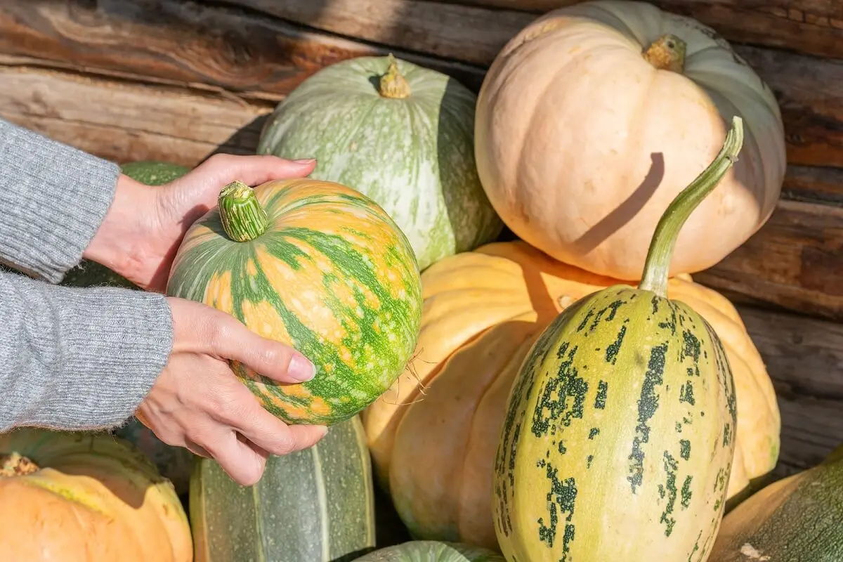 Pasos y condiciones para cuidar una calabaza en casa