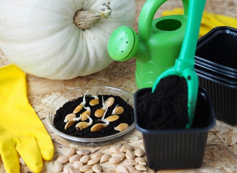 Consejos para cultivar y cuidar una calabaza en casa