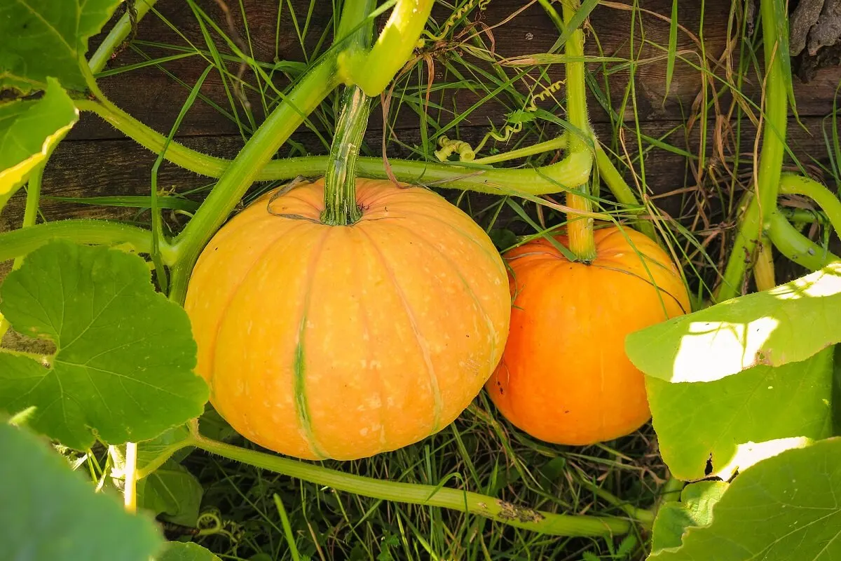 Calabaza.