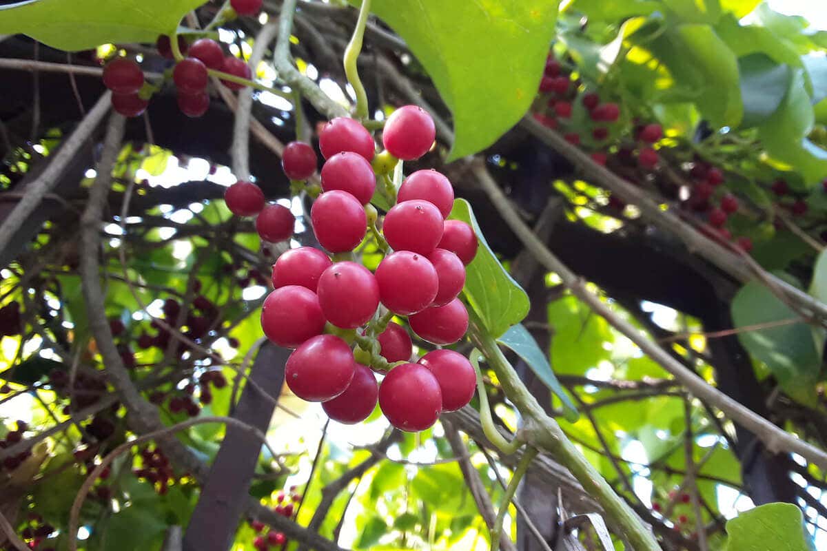 Fruto del guduchi es remedio natural ayurveda.