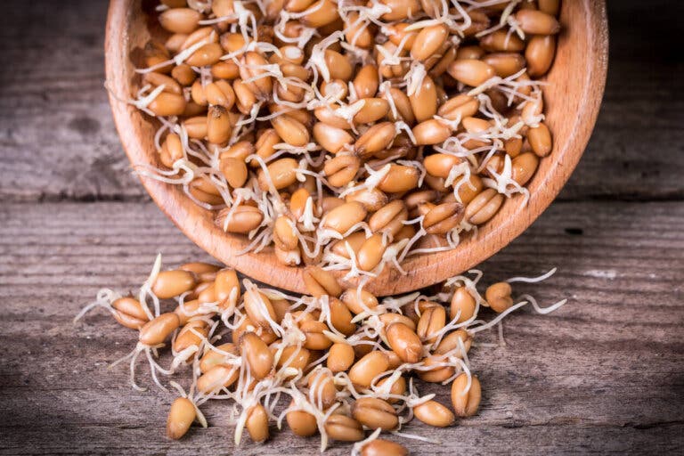 Germinado de trigo: nutrición, propiedades y cómo prepararlo