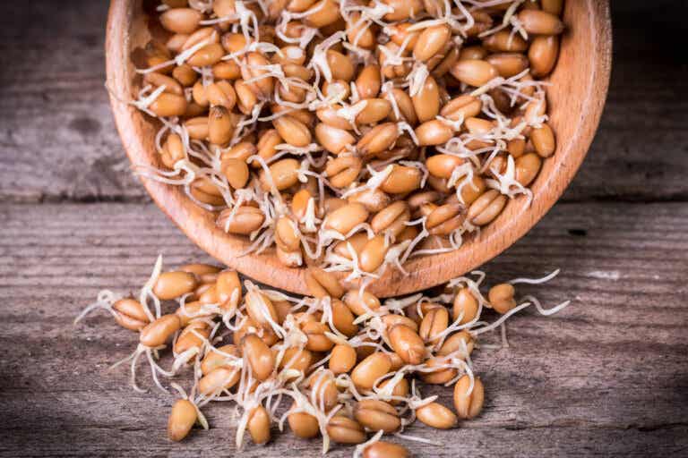 Wheat sprouts: nutrition, properties and how to prepare it