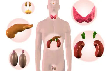 Glándulas endocrinas del cuerpo y sus funciones