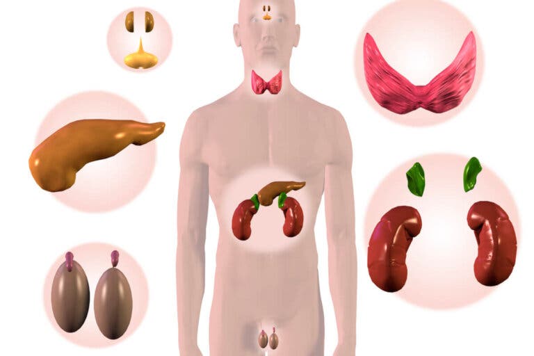 Glándulas endocrinas del cuerpo y sus funciones